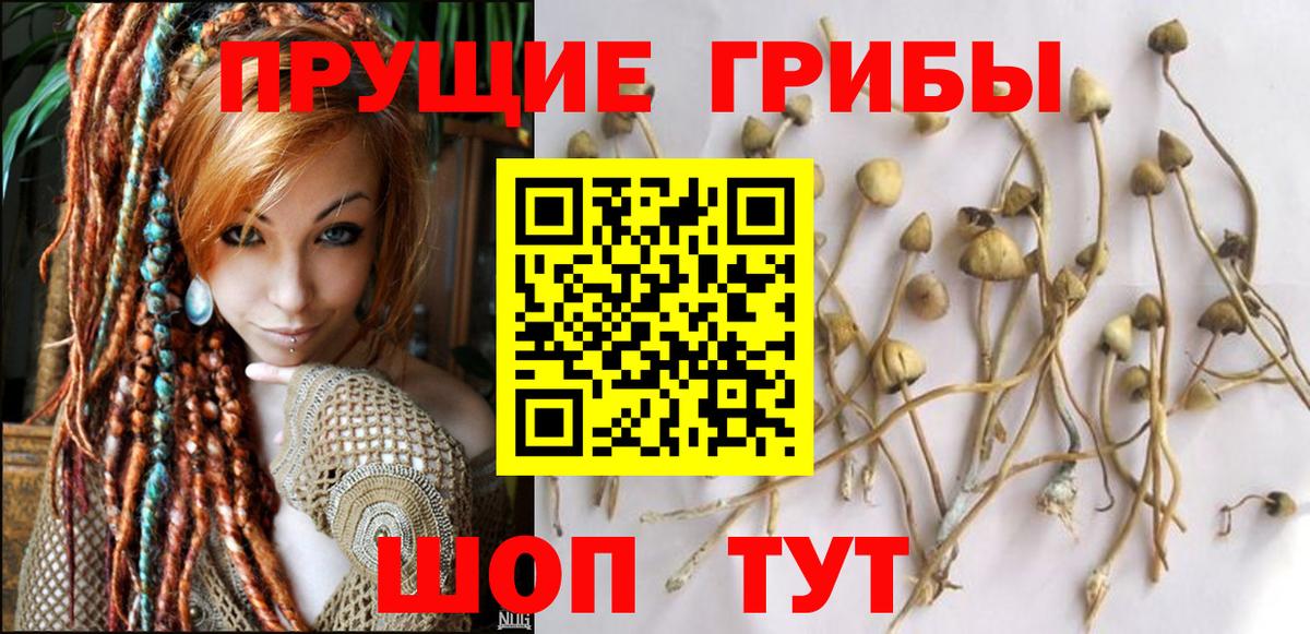 Галлюциногенные грибы Psilocybe Лосино-Петровский